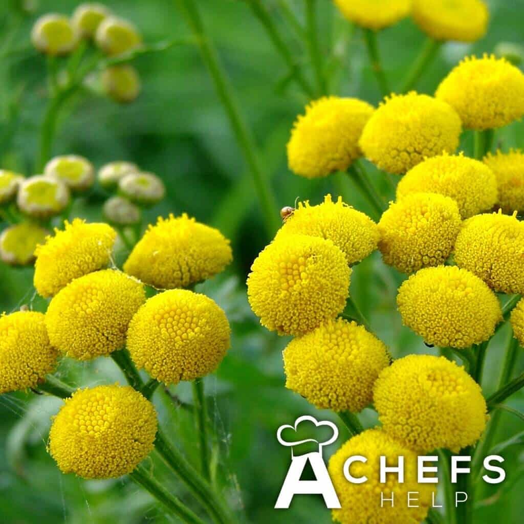 Rhubarb Tansy