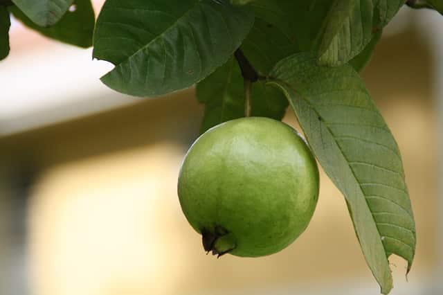 guava